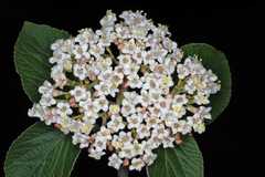 Viburnum cotinifolium